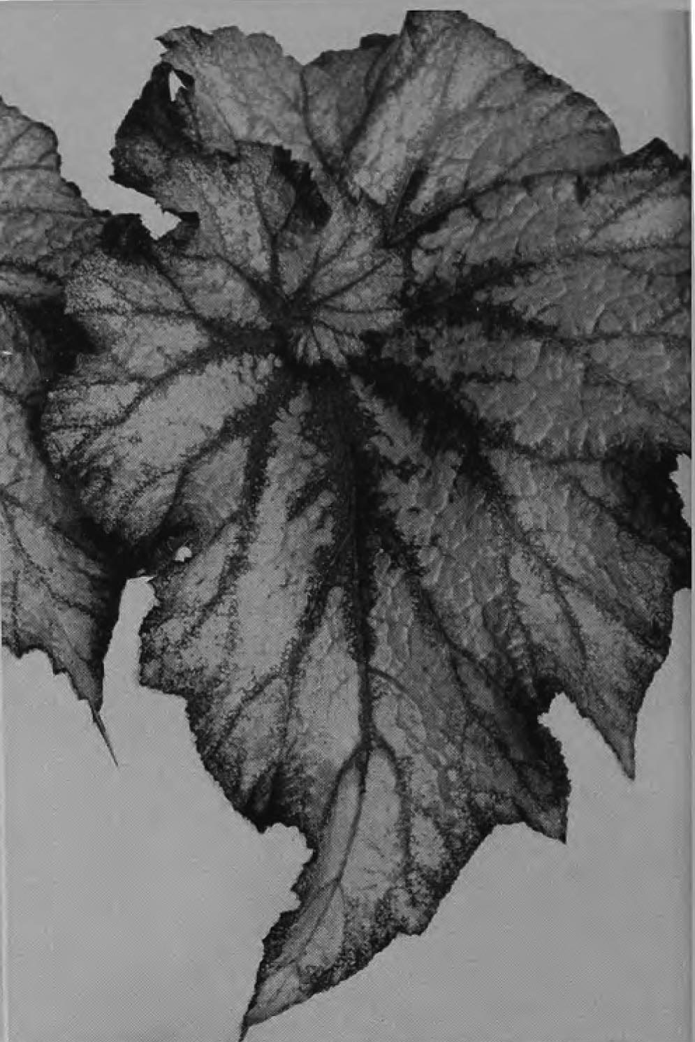 B. ‘Spiral’